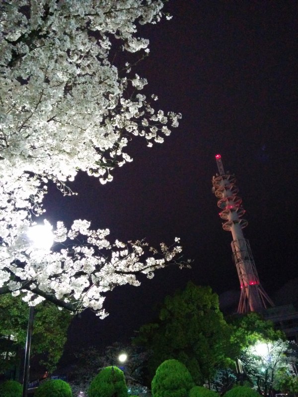 桜の季節