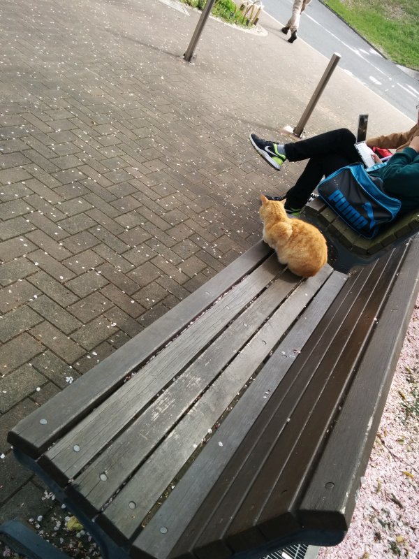 本日の看板猫