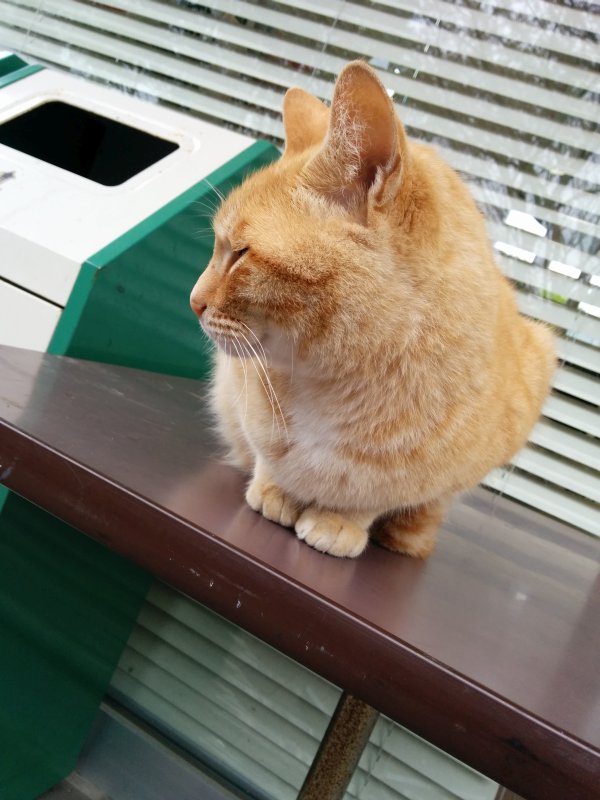 本日の看板猫