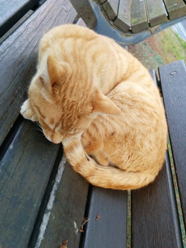 本日の看板猫