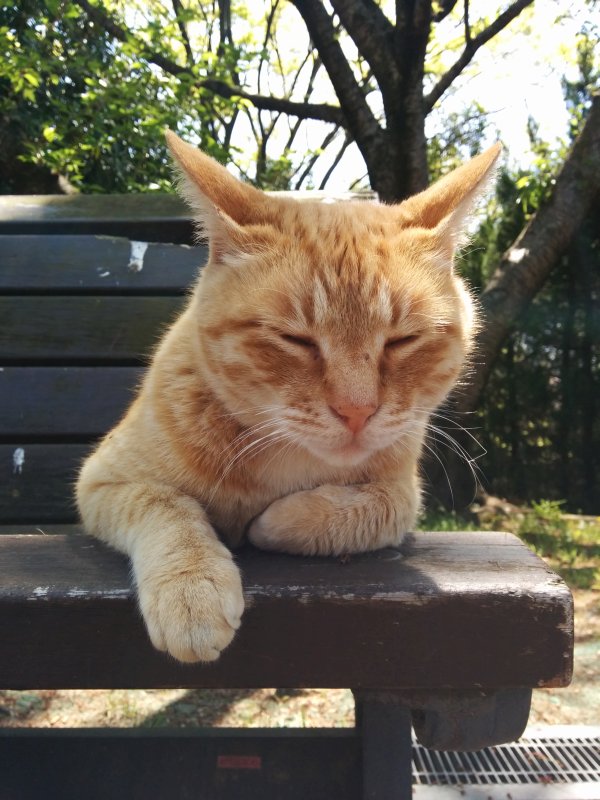 続・本日の看板猫