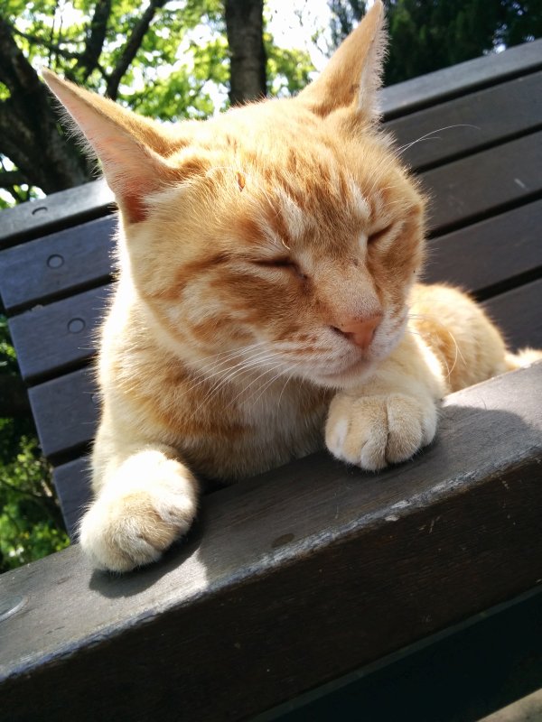 本日の看板猫