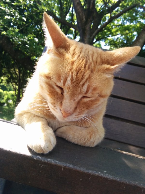 本日の看板猫