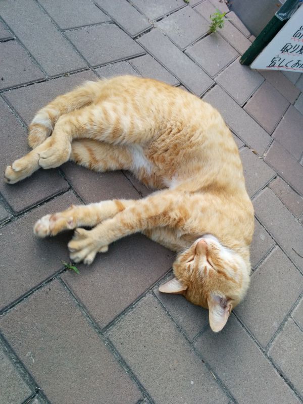 本日の看板猫