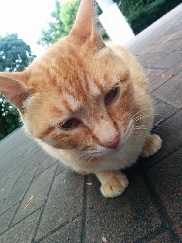 本日の看板猫