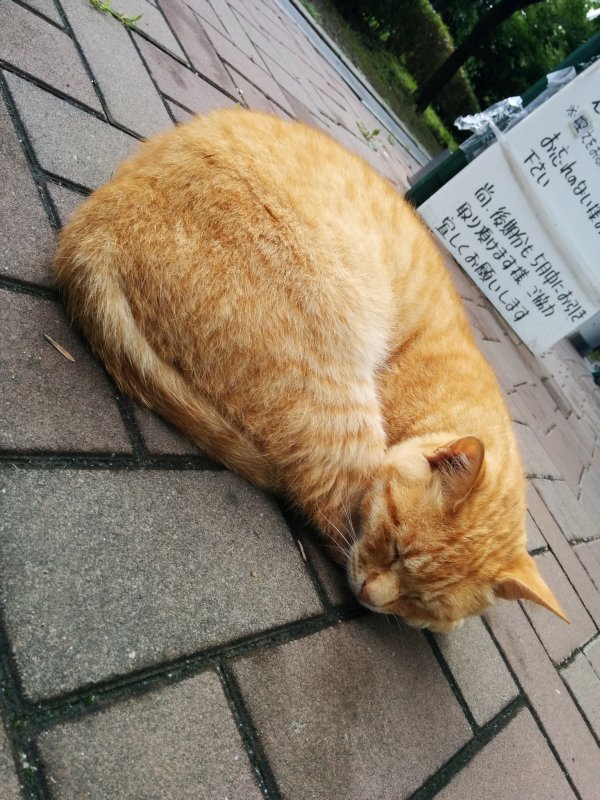 本日の看板猫２