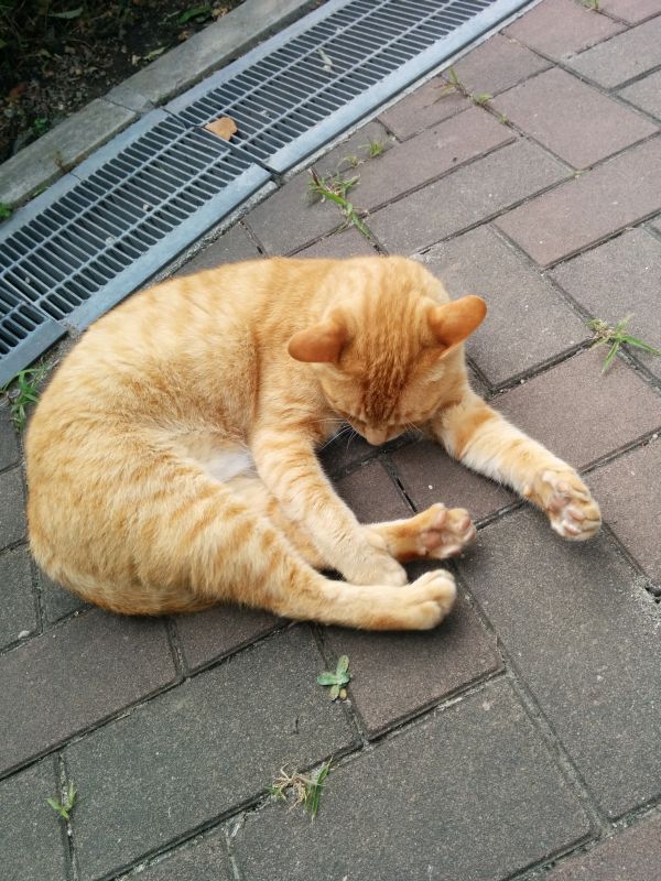 本日の看板猫