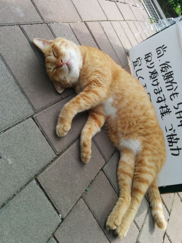 本日の看板猫