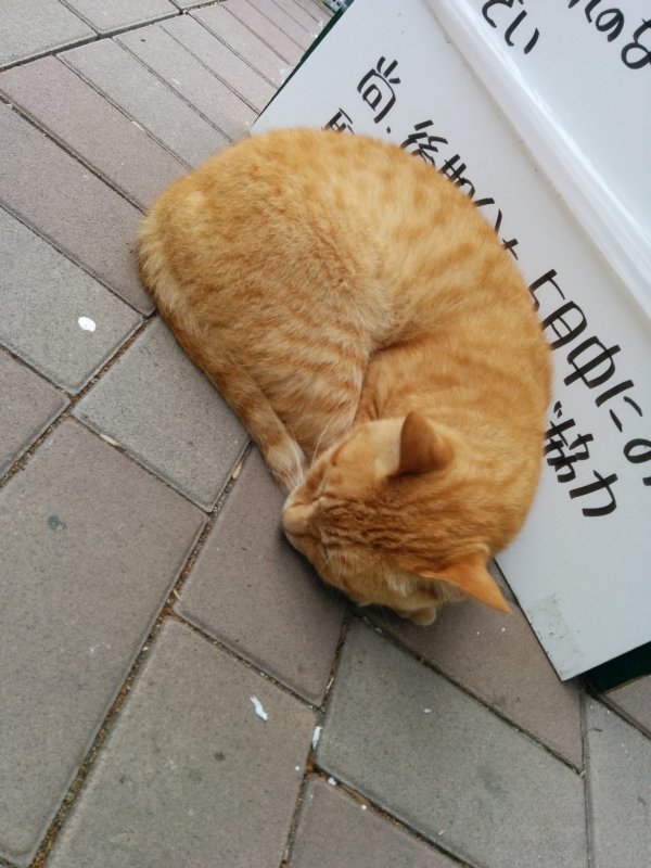 本日の看板猫