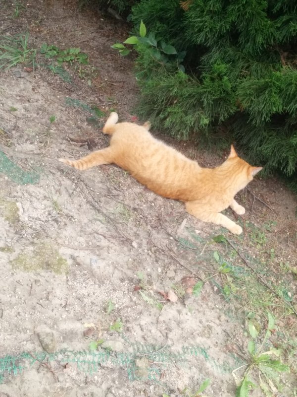 本日の看板猫