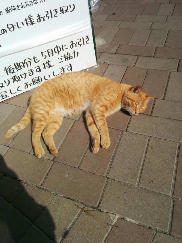 本日の看板猫