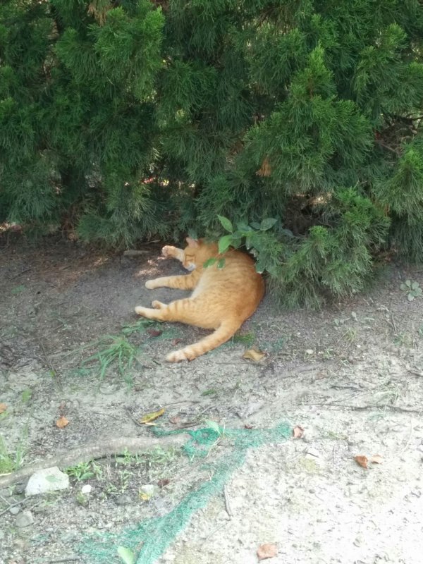 本日の看板猫