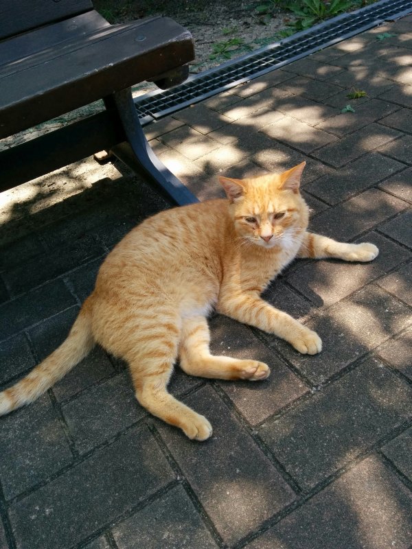 本日の看板猫