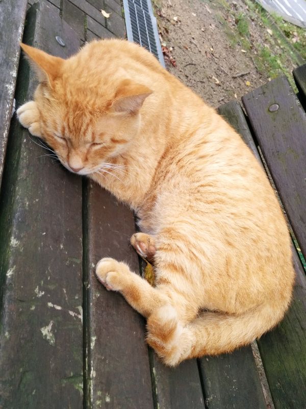 本日の看板猫