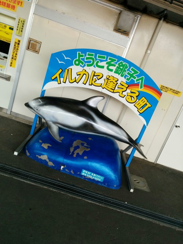 イルカに逢える町
