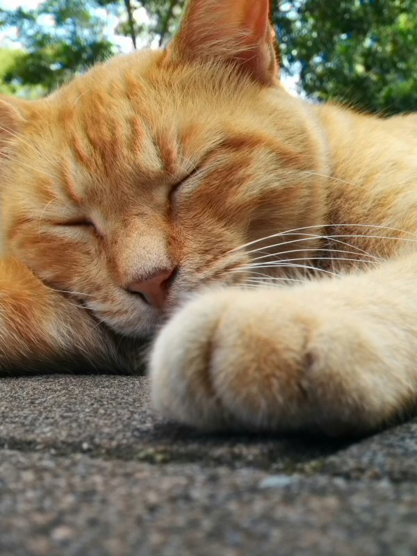 本日の看板猫