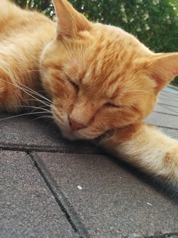 本日の看板猫