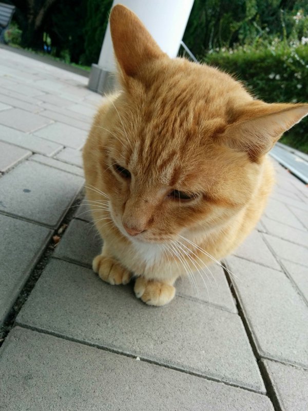 本日の看板猫