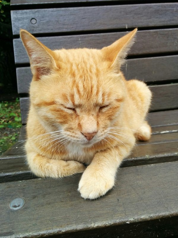 本日の看板猫