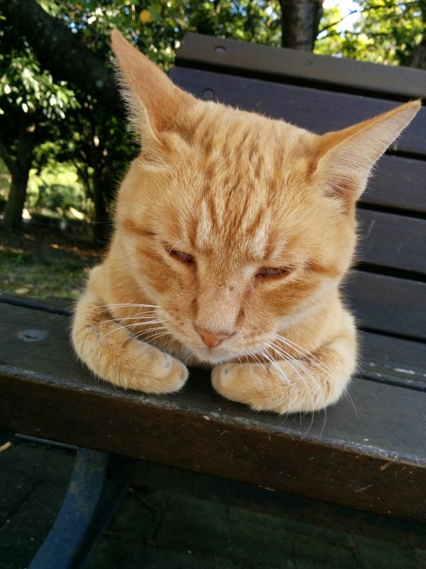 本日の看板猫