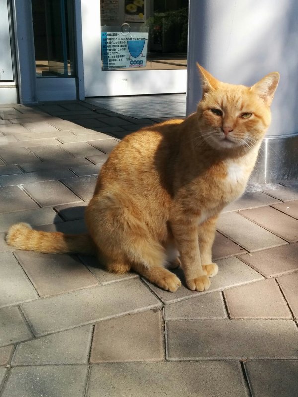 本日の看板猫