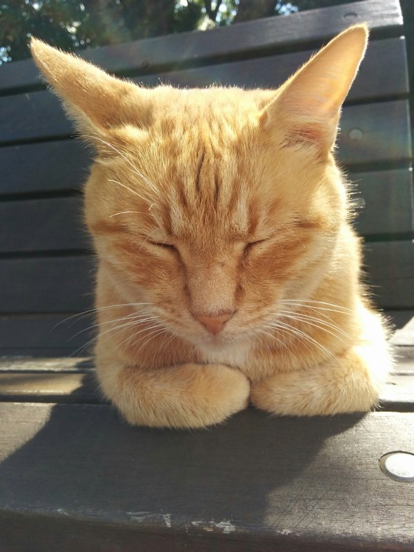 本日の看板猫