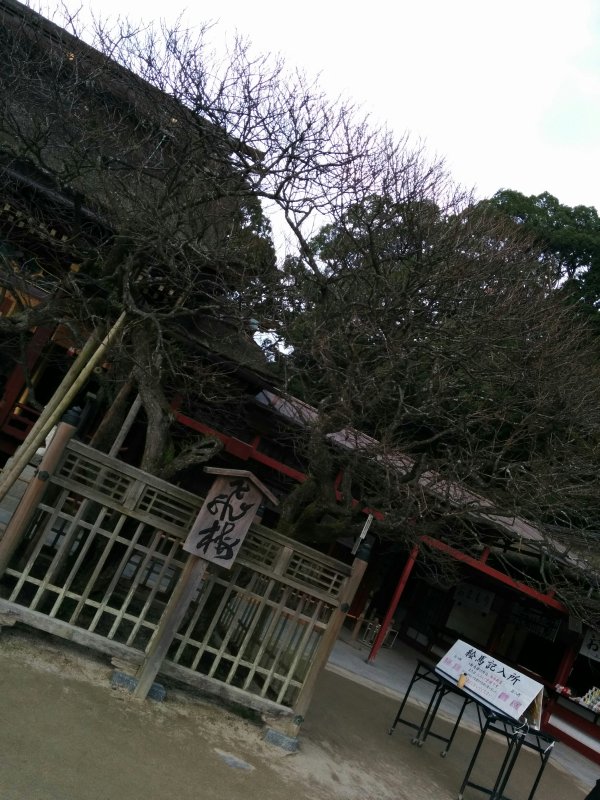 飛梅