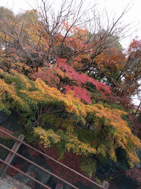 紅葉