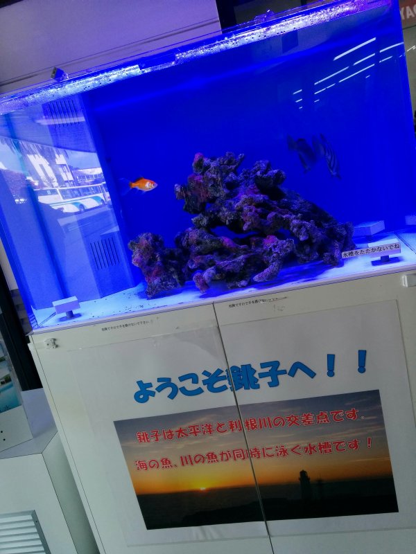 淡水魚と海水魚の同居