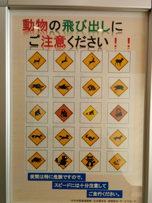 動物の飛び出し