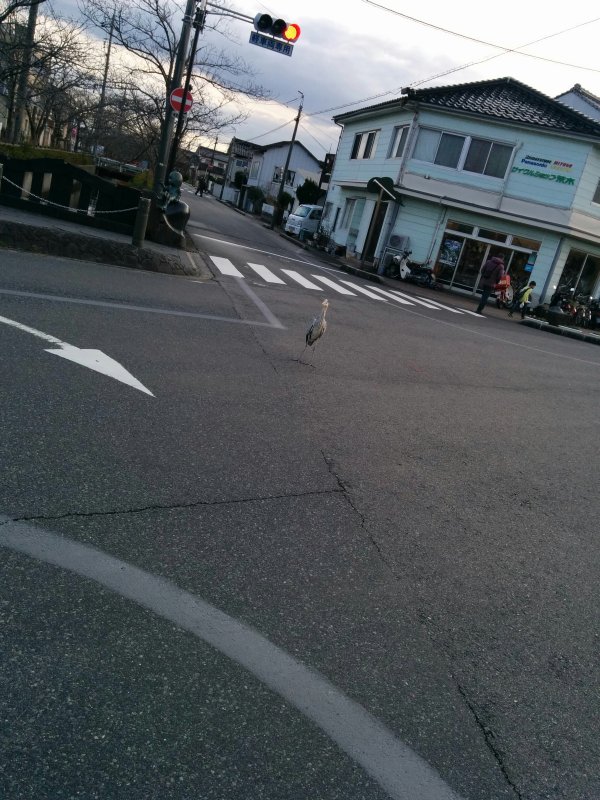 交差点に迷いし鳥