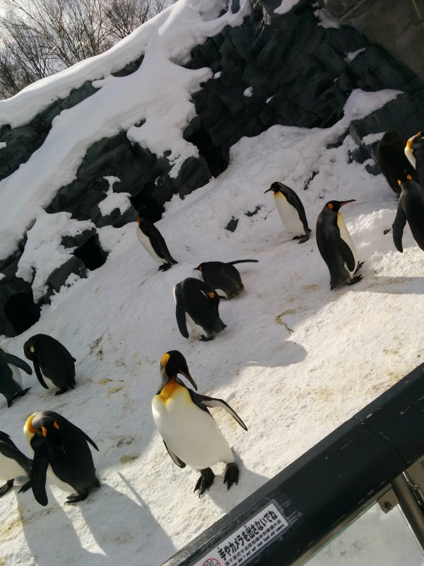 野外のペンギン