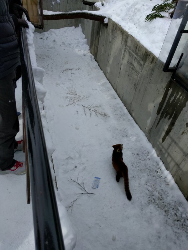 レッサーパンダ