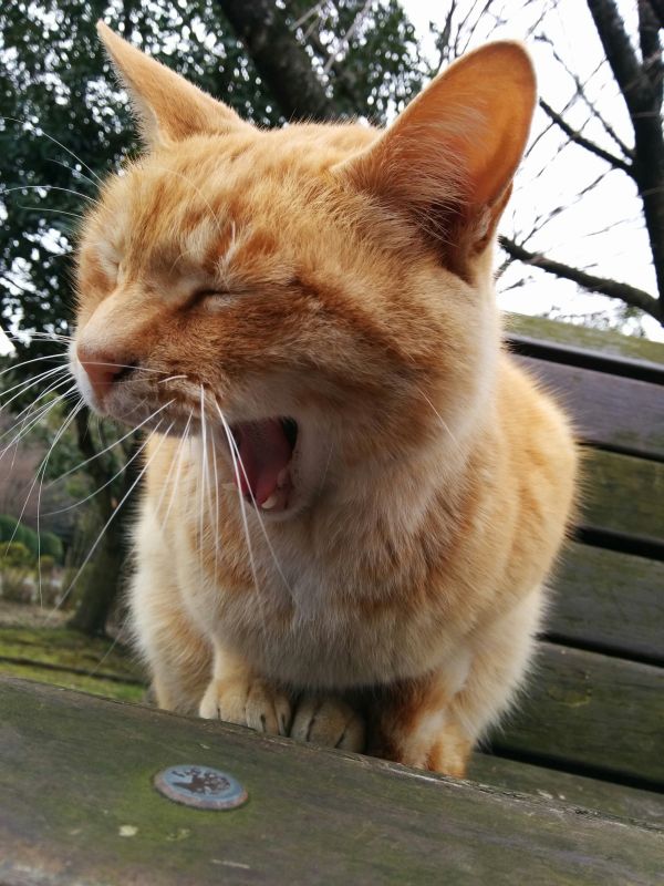 本日の看板猫