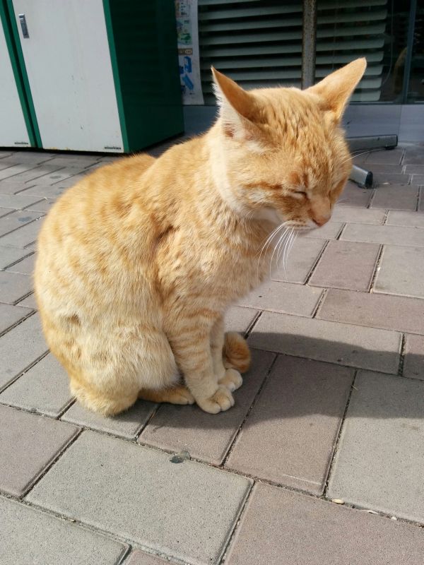 本日の看板猫