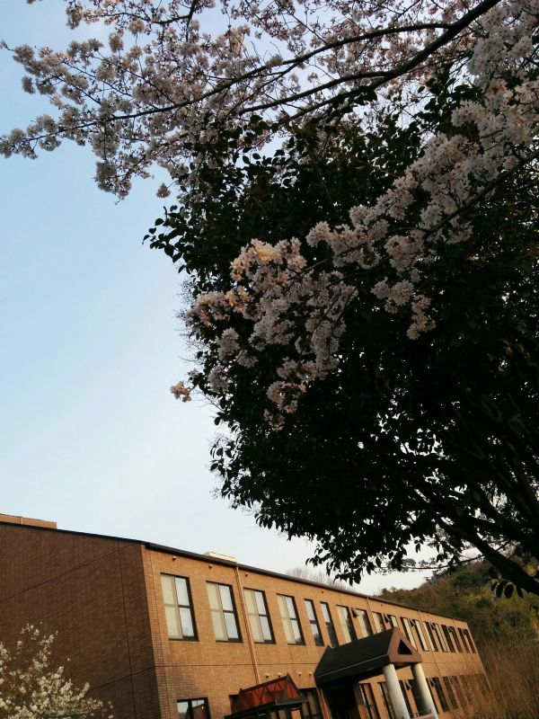 桜の季節