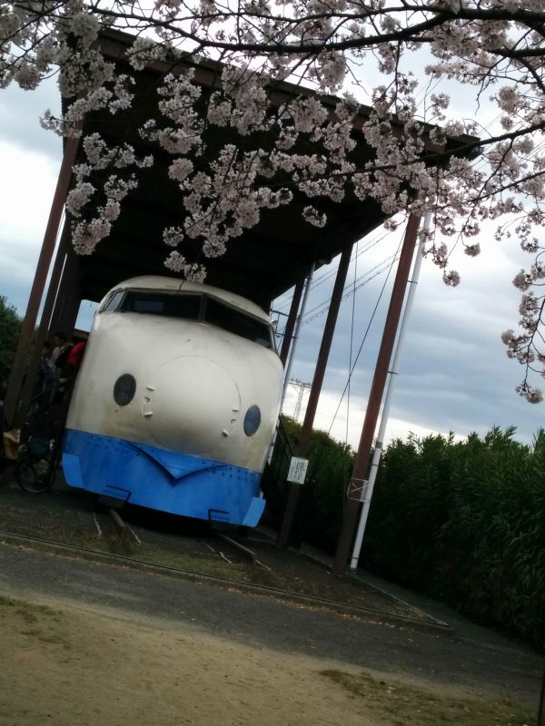 桜と0系新幹線