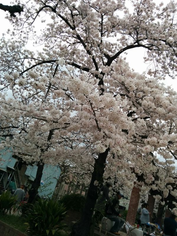 公園の桜