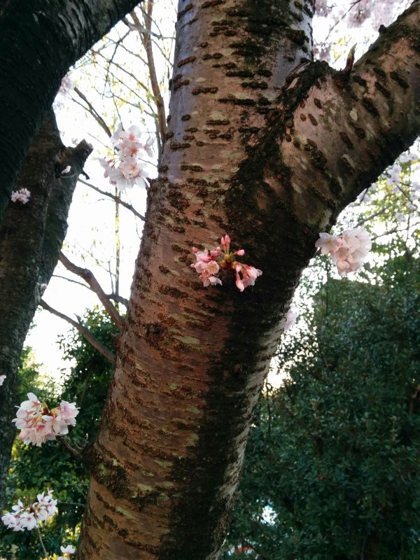 桜の花