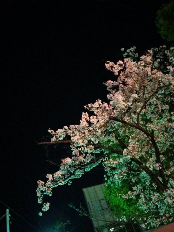 夜の桜