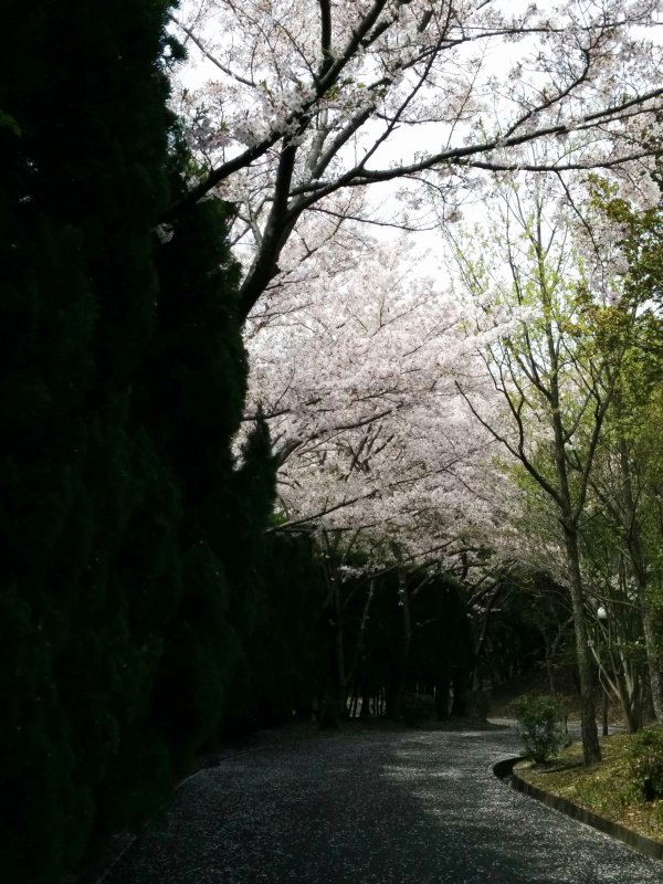 仕事場の桜