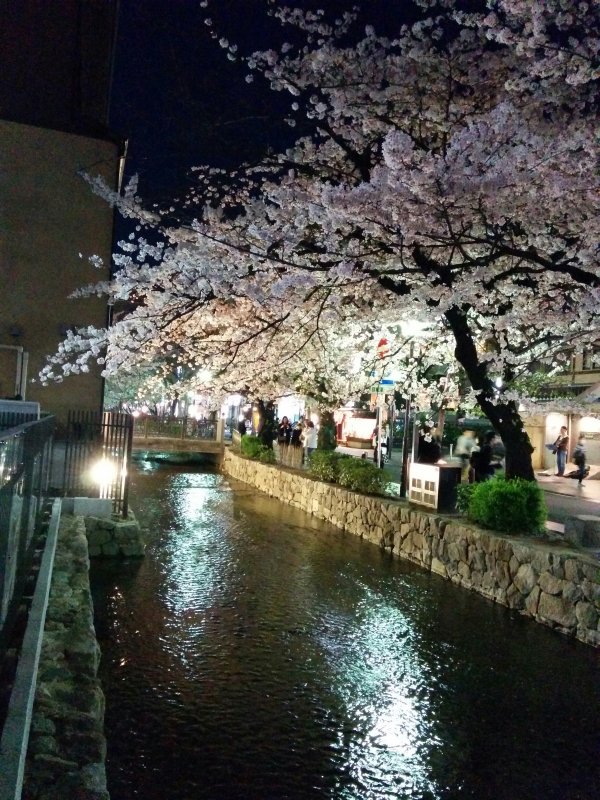 高瀬川の桜