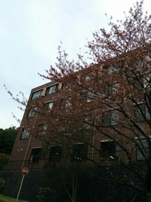 仕事場の桜