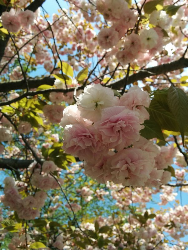 八重桜