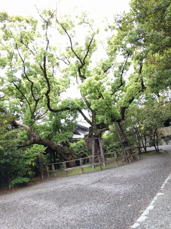 清盛楠
