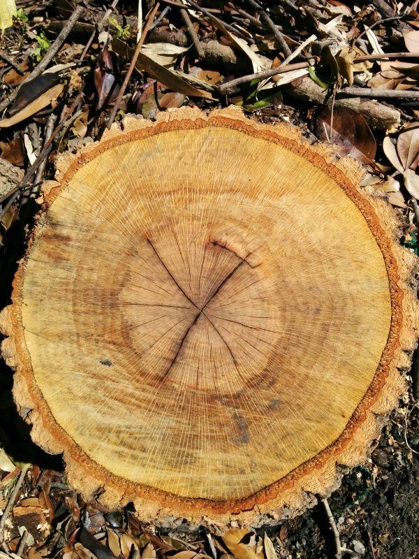 伐採した木の年輪