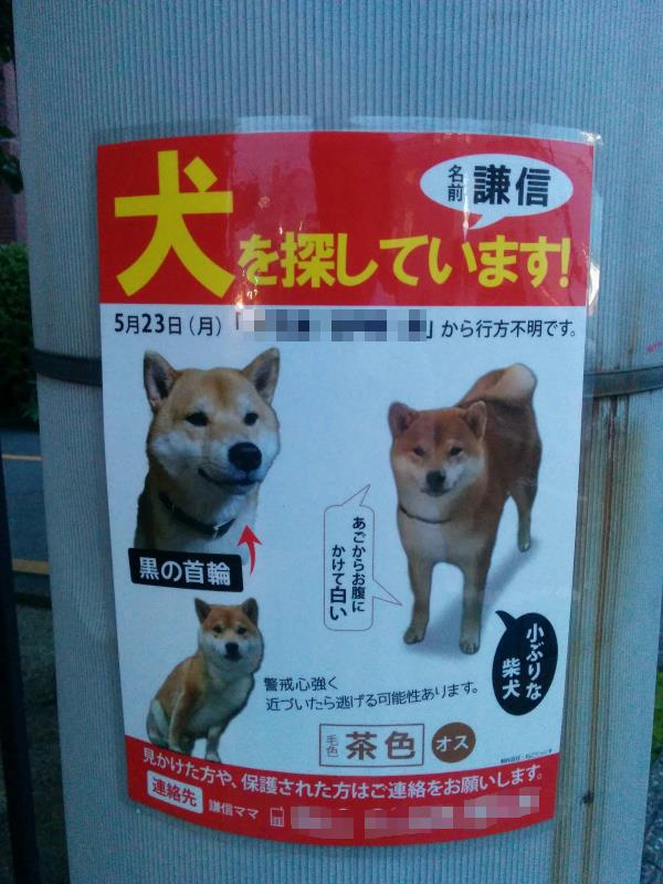 犬を探しています！