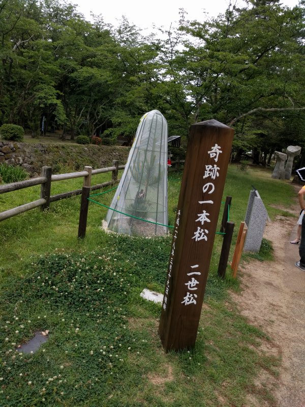 奇跡の一本松 二世松