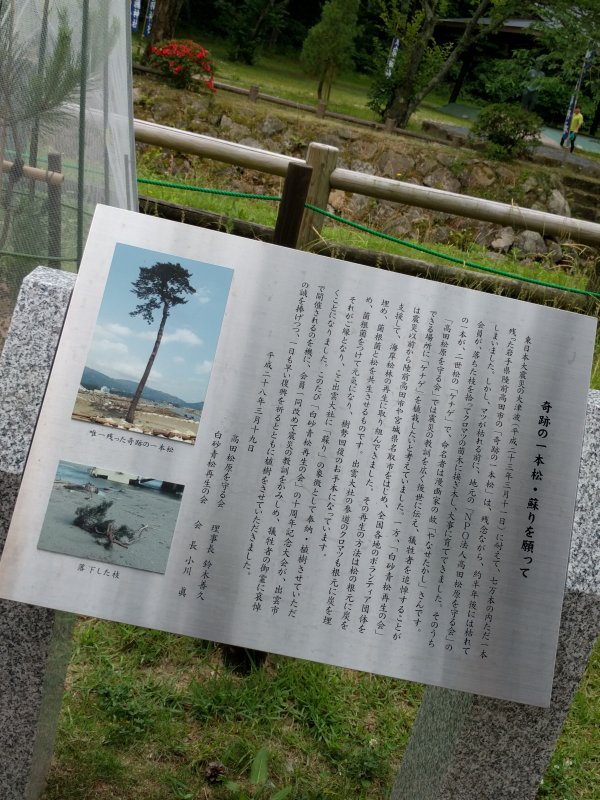 奇跡の一本松・蘇りを願って