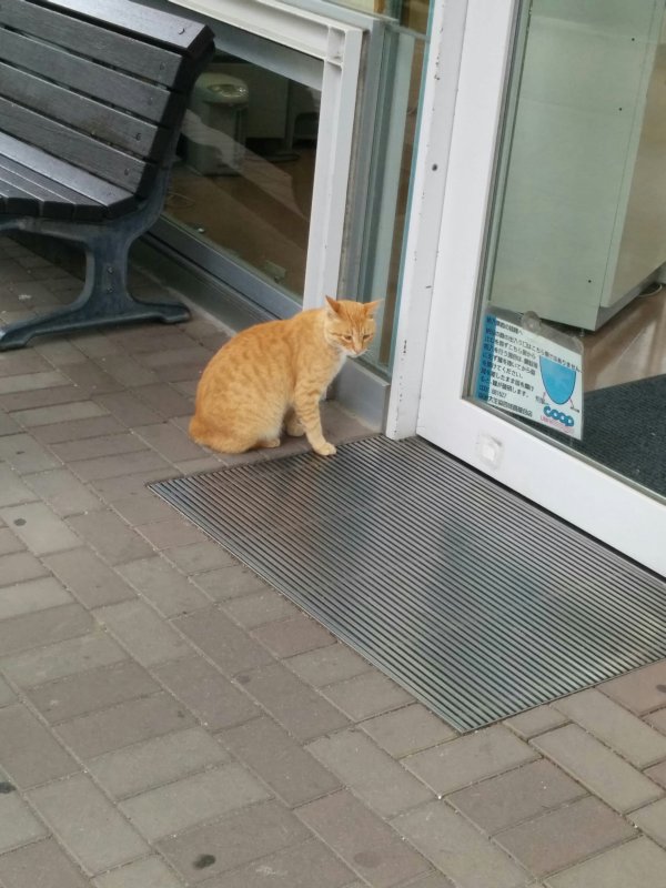 本日の看板猫